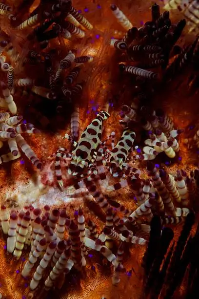A couple of colemani shrimp on a sea urchin