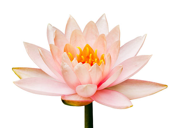 istock Lotus flower isolated 467115429