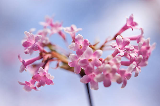 istock Detail of a tree in spring 467116772