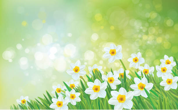 vektor-frühling-natur hintergrund, narzisse blumen. - daffodil spring backgrounds sky stock-grafiken, -clipart, -cartoons und -symbole