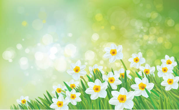 wektor wiosna natura tło, narcyz kwiaty. - daffodil spring backgrounds sky stock illustrations