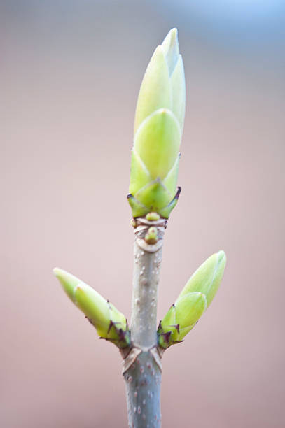 istock Detail of a tree in spring 467116998