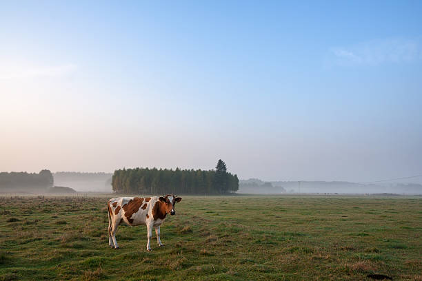 istock Morning landscape with cows on pasture 467117032