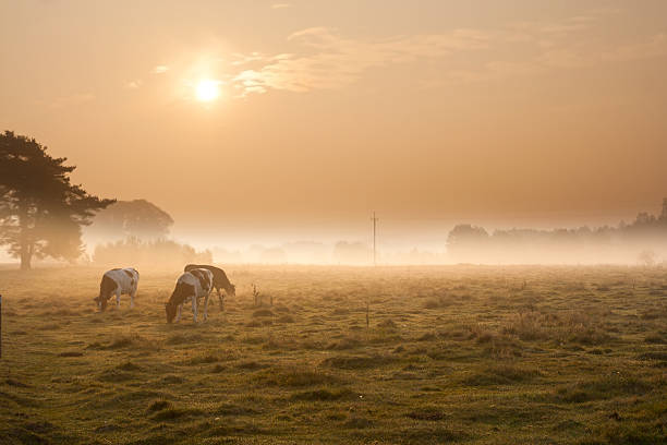 istock Morning landscape with cows on pasture 467117046