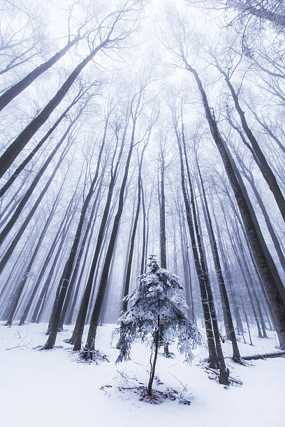 istock Winter scenery in the forest with birch trees and fog 467117252