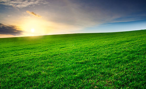 istock Green field on springtime. sunset landscape 467117688