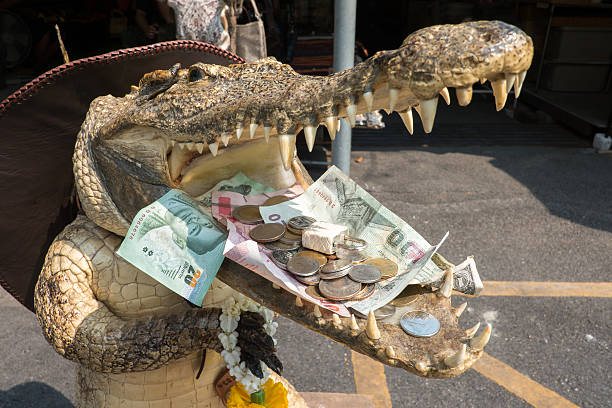 money crocodile money in mouth of the crocodile chinese alligator alligator sinensis stock pictures, royalty-free photos & images
