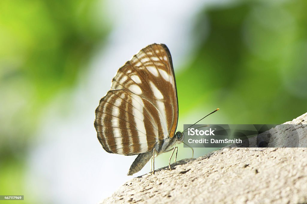 Piękny butterfly - Zbiór zdjęć royalty-free (Bliski)