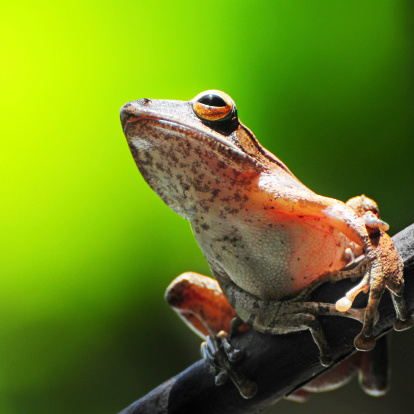 Red-eyed tree frog, Monteverde, Costa Rica