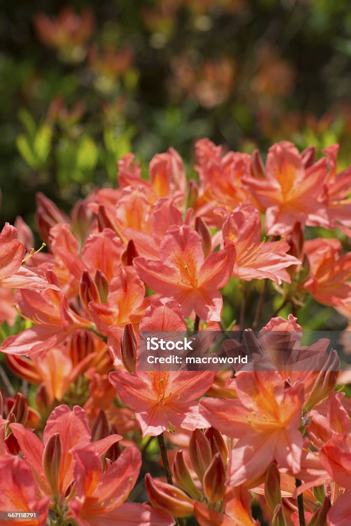 Éclosion d'une fleur rose Rhododendron-XXXL - Photo de Azalée libre de droits