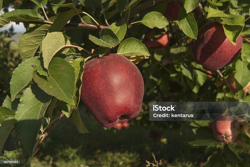 Primo piano di mele Red Delicious. - Foto stock royalty-free di Agricoltura