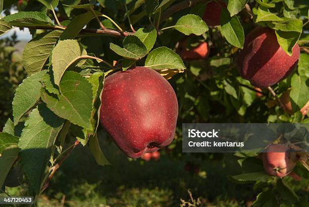 Primo Piano Di Mele Red Delicious - Fotografie stock e altre immagini di Agricoltura - Agricoltura, Albero, Albero da frutto