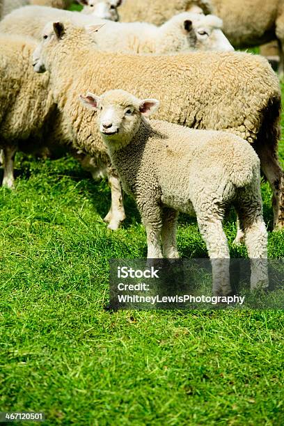 Lamb Jestem - zdjęcia stockowe i więcej obrazów Farma owiec - Farma owiec, Nowa Zelandia, Akaroa