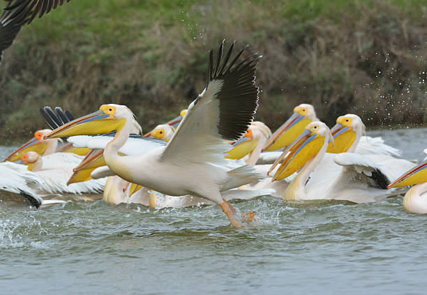 istock Pelicans in natural habitat (pelecanus onocrotalus) 467120625