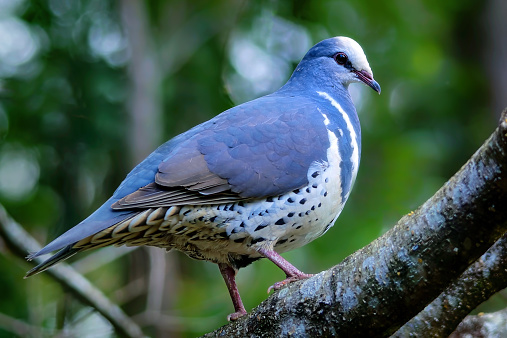 Blue Wonga Pigeon sitting in a tree