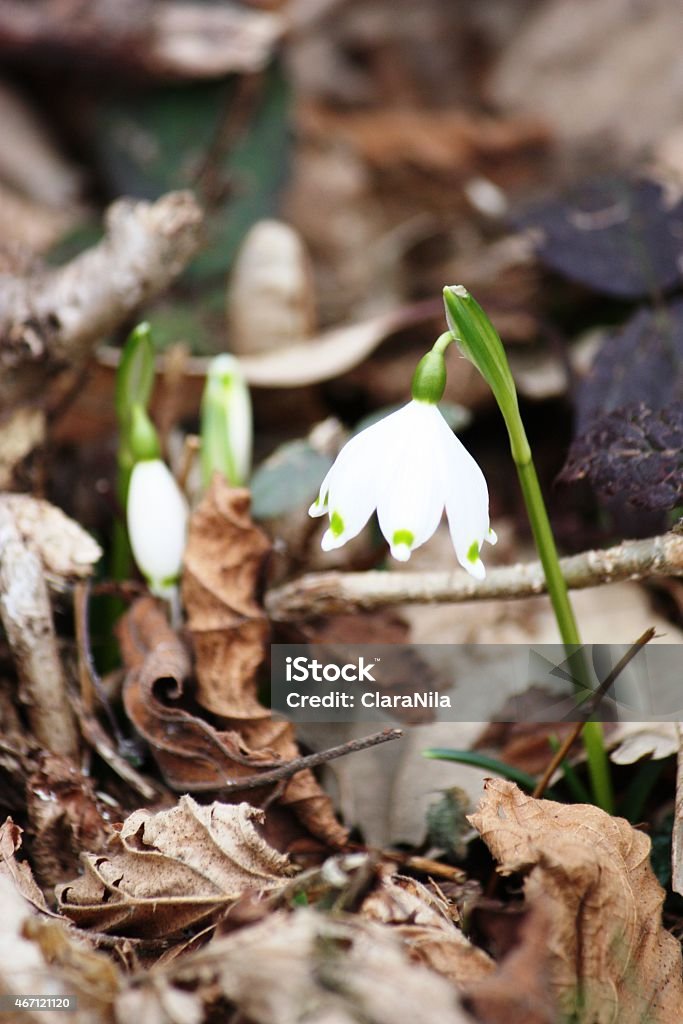 Spring snowflake Blooming (Leucojum vernum) Spring Knot Flower, Leucojum vernum, March Cup, March Mug, March Of the Valley, Large Snowdrop 2015 Stock Photo