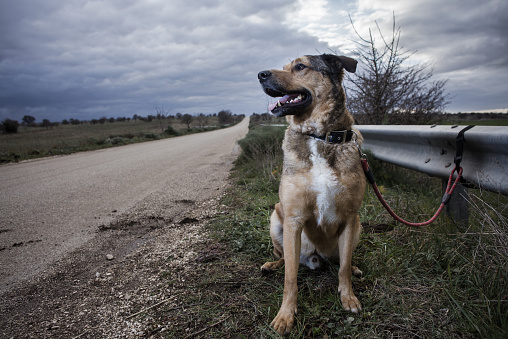 Abandoned Dog Tied with a Leash at a Guard Rail