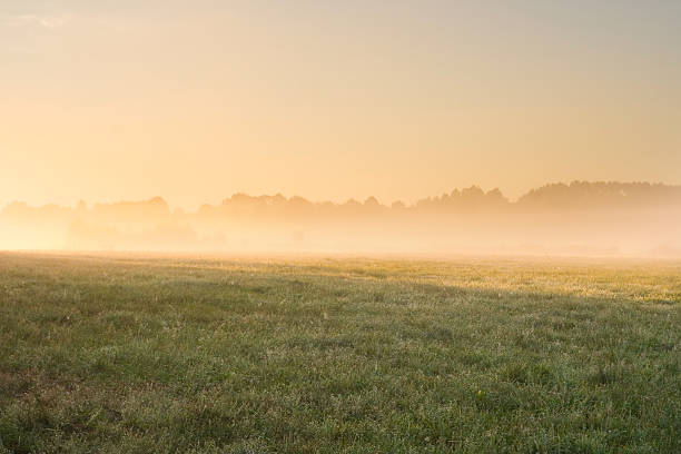 istock Foggy morning on meadow. sunrise landscape. 467121980