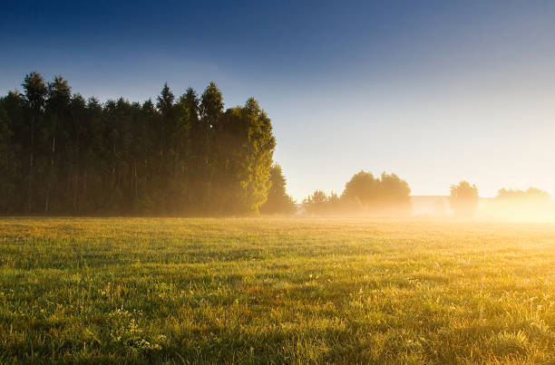 istock Foggy morning on meadow. sunrise landscape. 467122002
