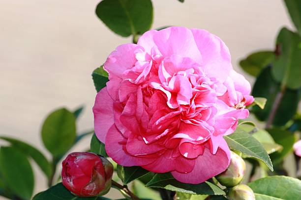充填カメリアピンクの花びら camelie -カメリア春に - blütenpracht ストックフォトと画像