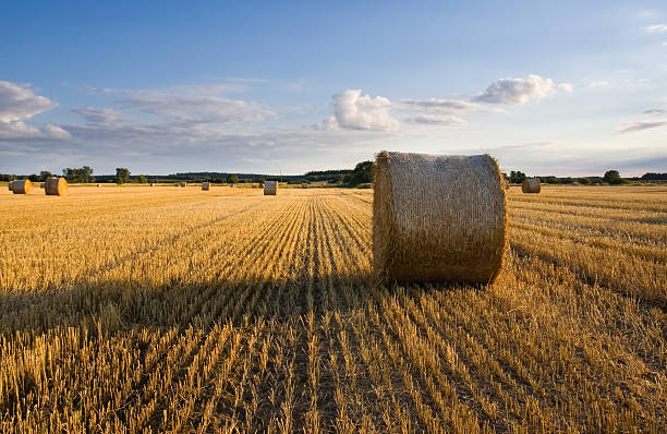 istock Straw bales on field against sky 467122946