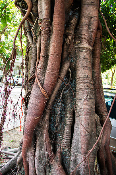Banyan tree trunk roots with carvings.