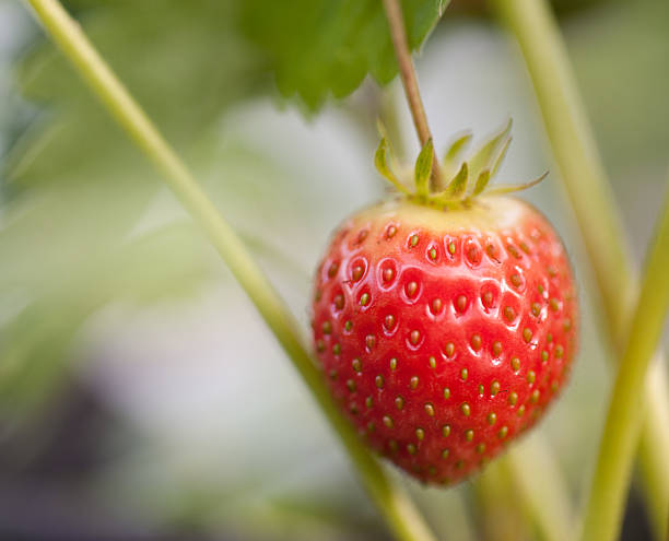Growing strawberry stock photo