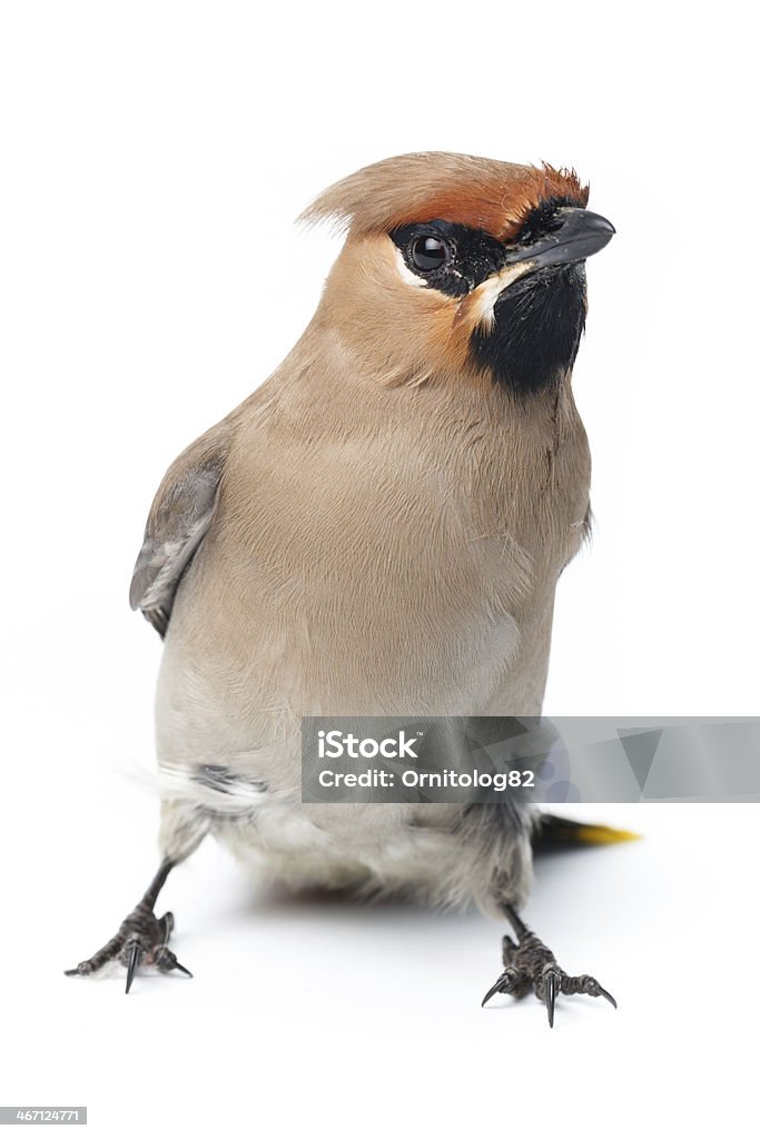 Bombycilla garrulus 、レンジャク科ます。 - キレンジャクのロイヤリティフリーストックフォト