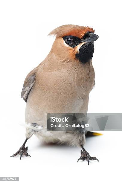 Bombycilla Garrulus レンジャク科ます - キレンジャクのストックフォトや画像を多数ご用意 - キレンジャク, カットアウト, カメラ目線