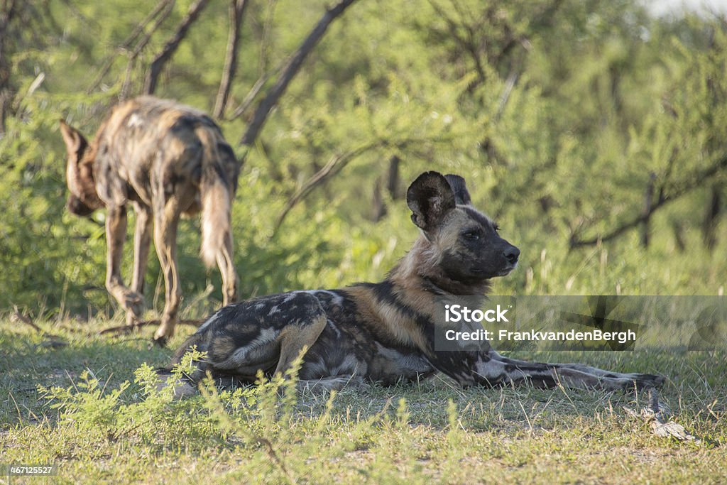 Wild cani - Foto stock royalty-free di Cane selvatico