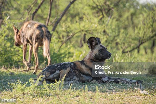 Wild Cani - Fotografie stock e altre immagini di Cane selvatico - Cane selvatico, Africa, Ambientazione esterna