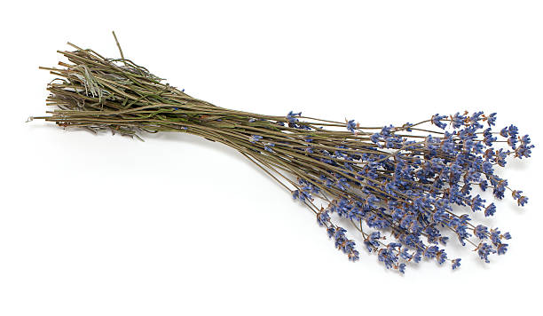 istock dried lavender isolated  on white background 467125681