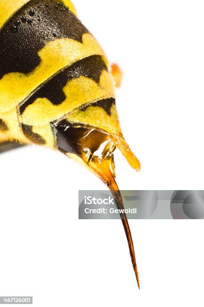 Avispa Escozor Foto de stock y más banco de imágenes de Aire libre - Aire libre, Amarillo - Color, Animal