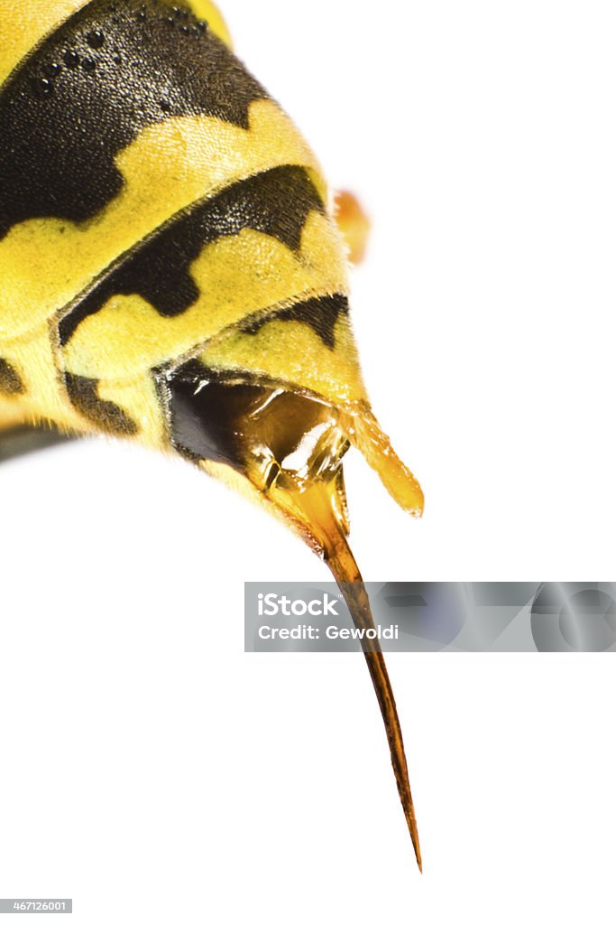 Vespa pinicando - Foto de stock de Amarelo royalty-free
