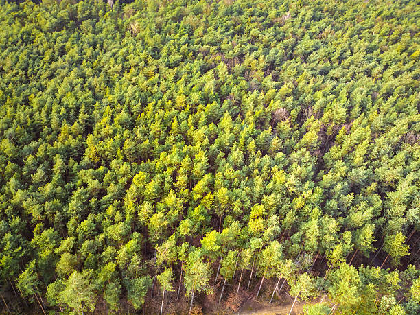 istock View of the Forest from a Bird's Eye 467126087