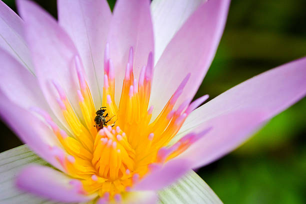 istock close up pink lotus 467126207