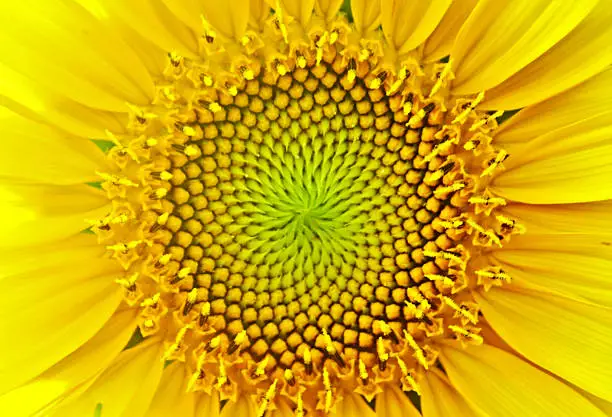 Photo of sunflower