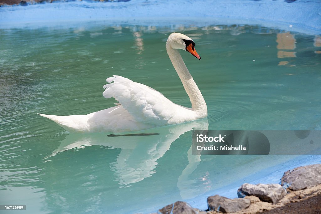 Hermosos cisne blanco - Foto de stock de Aire libre libre de derechos