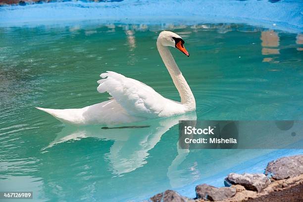 Bella Bianco Cigno - Fotografie stock e altre immagini di Ambientazione esterna - Ambientazione esterna, Amore, Animale