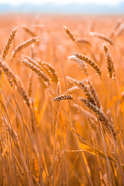 Ears of wheat in the field stock photo