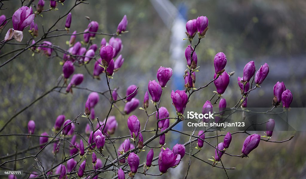 Magnolia Purple magnolia Awe Stock Photo