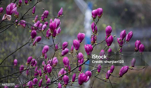 Magnolia Stock Photo - Download Image Now - Awe, Beauty In Nature, Blossom