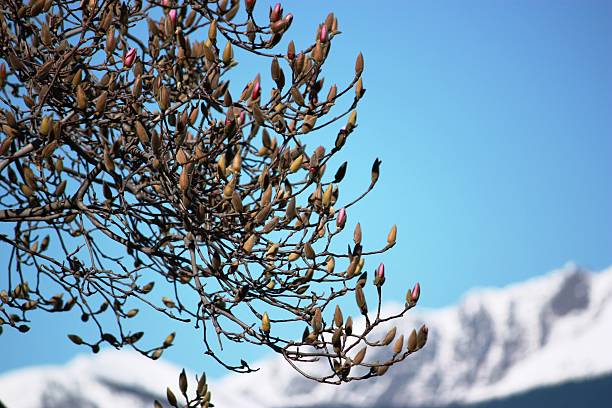 In spring - tulip tree begins to bloom on Lake Maggiore - azure blue, tree, blooms, flowers, flowers, botany, spring flowers, garden, buds, lago maggiore, magnolia, magnolia, magnolia, magnolia tree, sun, tulip tree, valentine, valentine's day, white, ornamental shrubs, delicate