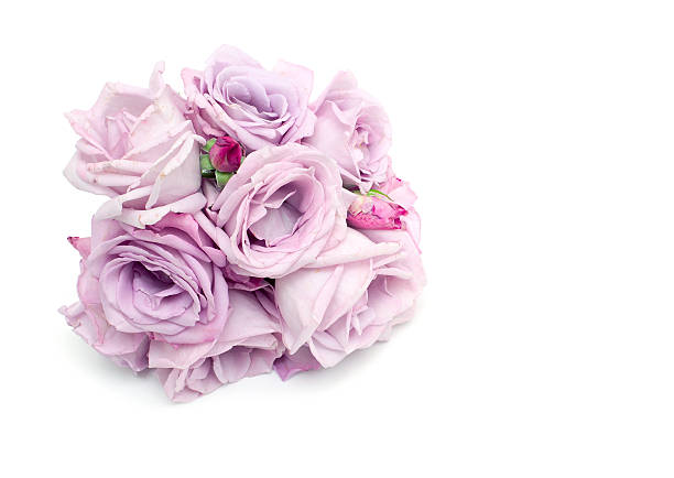 istock bunch of blue roses and empty space for your text 467128759