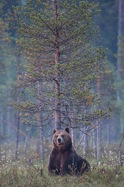 istock Braunbaer, Ursus arctos, Brown Bear, relaxing 467128885
