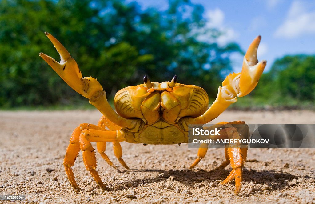 Yellow land crab. Yellow land crab. Cuba. Unusual pose. Crab Stock Photo