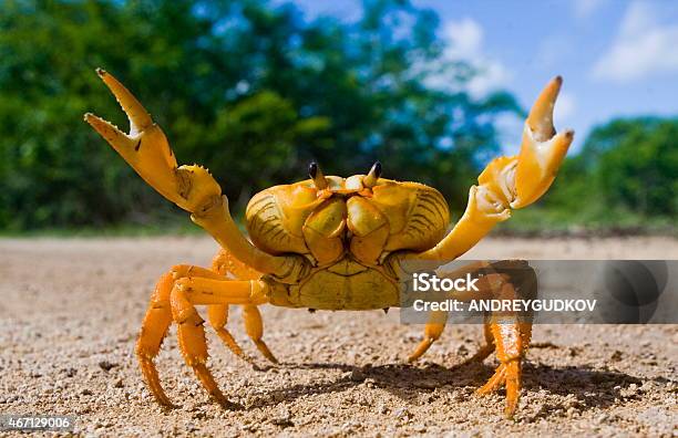 Yellow Land Crab Stock Photo - Download Image Now - Crab, Crab - Seafood, Humor