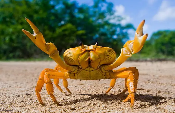 Yellow land crab. Cuba. Unusual pose.