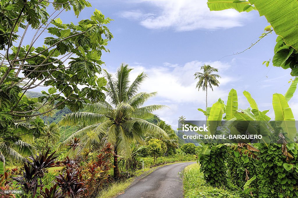 Exuberant Tahiti An interior path in the island of Tahiti.We can see breadfruit trees,coconut trees,an banana palms Breadfruit Stock Photo