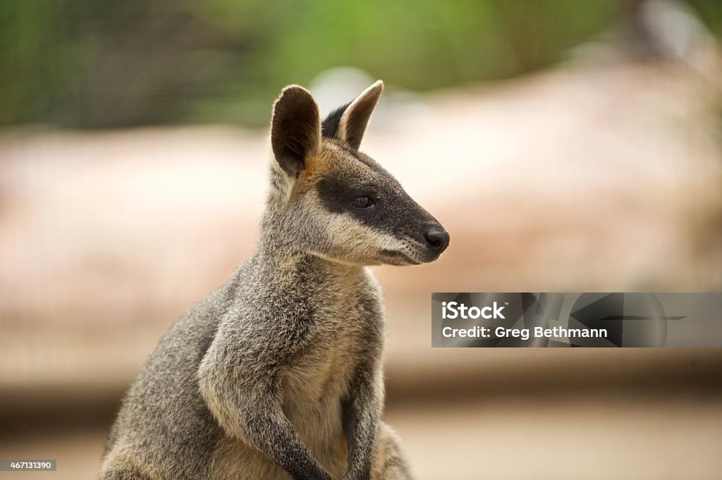 Wallaby Wallaby in a wildlife park, Sydney Australia, 2015 Stock Photo